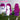 DokiDoki Anime Manga Cosplay Wig Long Curly Magenta Purple Gradient Hair