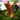 DokiDoki Anime Cosplay Brown Glossy / Suede Shoes Mid-calf Boots